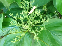 Magnoliopsida