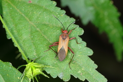 Hypselonotus bitrianguliger