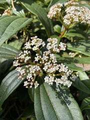 Viburnum davidii