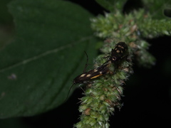 Eretmocera impactella
