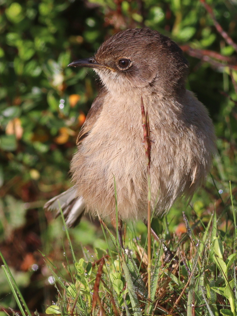 Moorland Chat photo