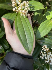 Viburnum davidii