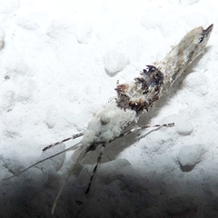 Ypsolopha asperella