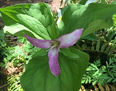 Trillium ovatum