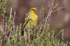 Serinus flavivertex