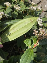 Viburnum davidii