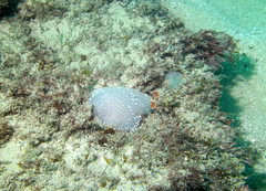 Polycitor giganteus