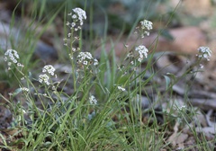 Lobularia maritima