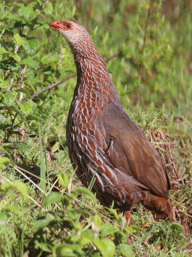 Jackson's Spurfowl (Pternistis jacksoni), photo 10