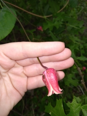 Clematis texensis