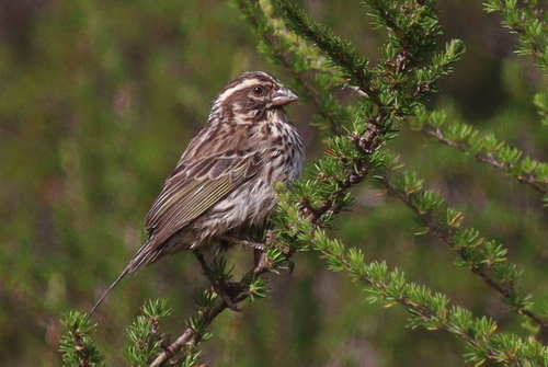 Streaky Seedeater (Crithagra striolata), photo 2