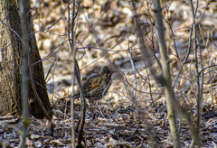 Turdus philomelos