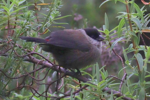 Kandt's Waxbill (Estrilda kandti), photo 3