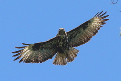 Buteo oreophilus