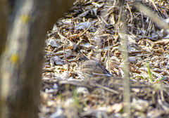 Turdus philomelos