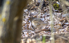 Turdus philomelos