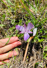 Calochortus uniflorus