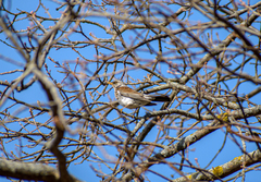 Turdus pilaris