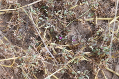 Sesuvium sesuvioides