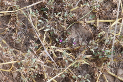 Sesuvium sesuvioides