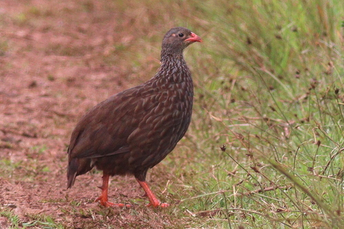 Scaly Spurfowl (Pternistis squamatus), photo 5