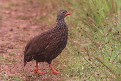 Pternistis squamatus