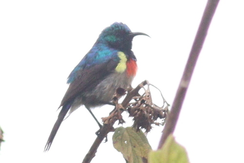Eastern Double-collared Sunbird (Cinnyris mediocris), photo 8