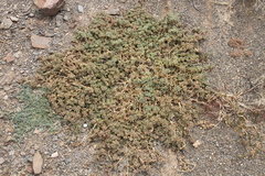 Sesuvium sesuvioides