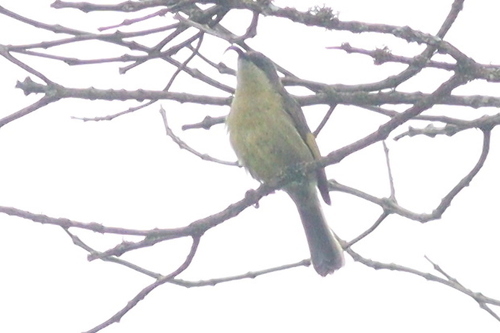 Golden-winged Sunbird (Drepanorhynchus reichenowi), photo 10