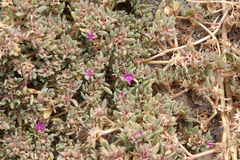 Sesuvium sesuvioides