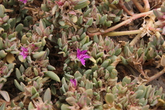 Sesuvium sesuvioides