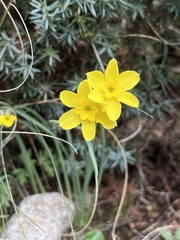 Narcissus