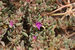 Sesuvium sesuvioides