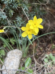 Narcissus