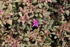 Sesuvium sesuvioides