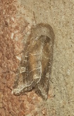 Lacinipolia erecta