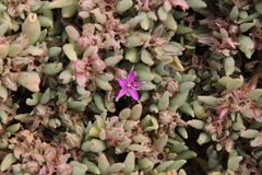 Sesuvium sesuvioides