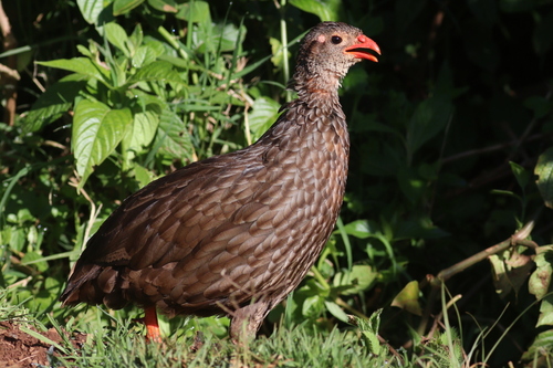Scaly Spurfowl (Pternistis squamatus), photo 9