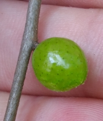 Amphibolips melanocera