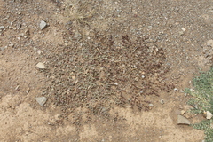 Sesuvium sesuvioides