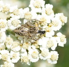 Oxyopes heterophthalmus