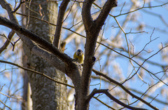 Cyanistes caeruleus
