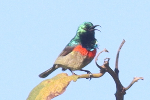 Eastern Double-collared Sunbird (Cinnyris mediocris), photo 5