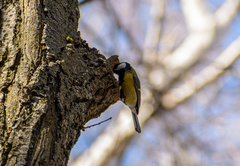 Parus major