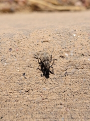 Graphorhinus vadosus