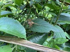 Heteropoda pingtungensis