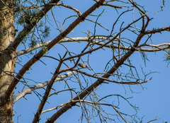 Phylloscopus collybita