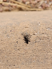 Graphorhinus vadosus