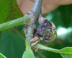Amphibolips melanocera