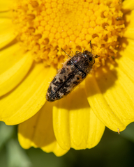Acmaeodera hepburnii